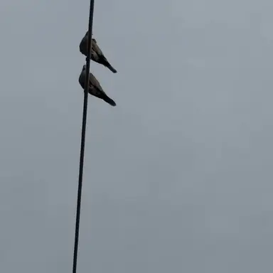 Profile image of Liminal Kapharonail