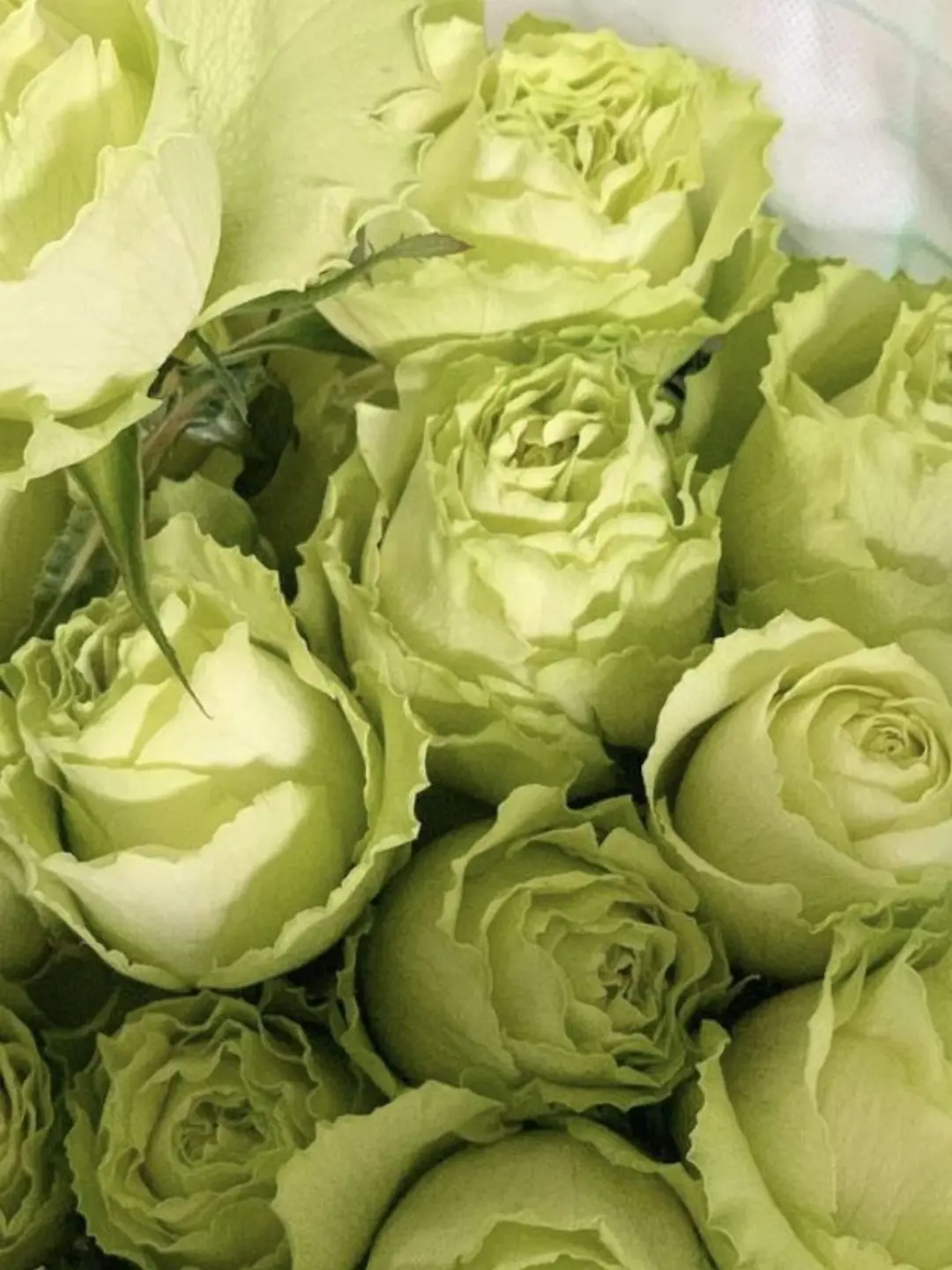 BrashTray6623의 '난 감정따위는 모르겠는데~?'