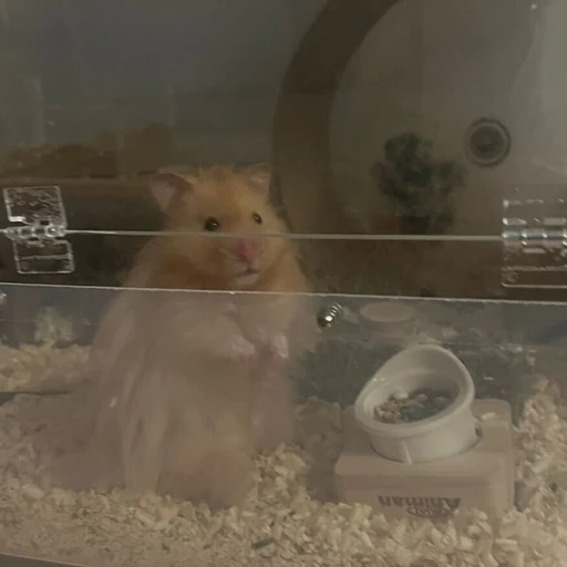 연애상담 햄피