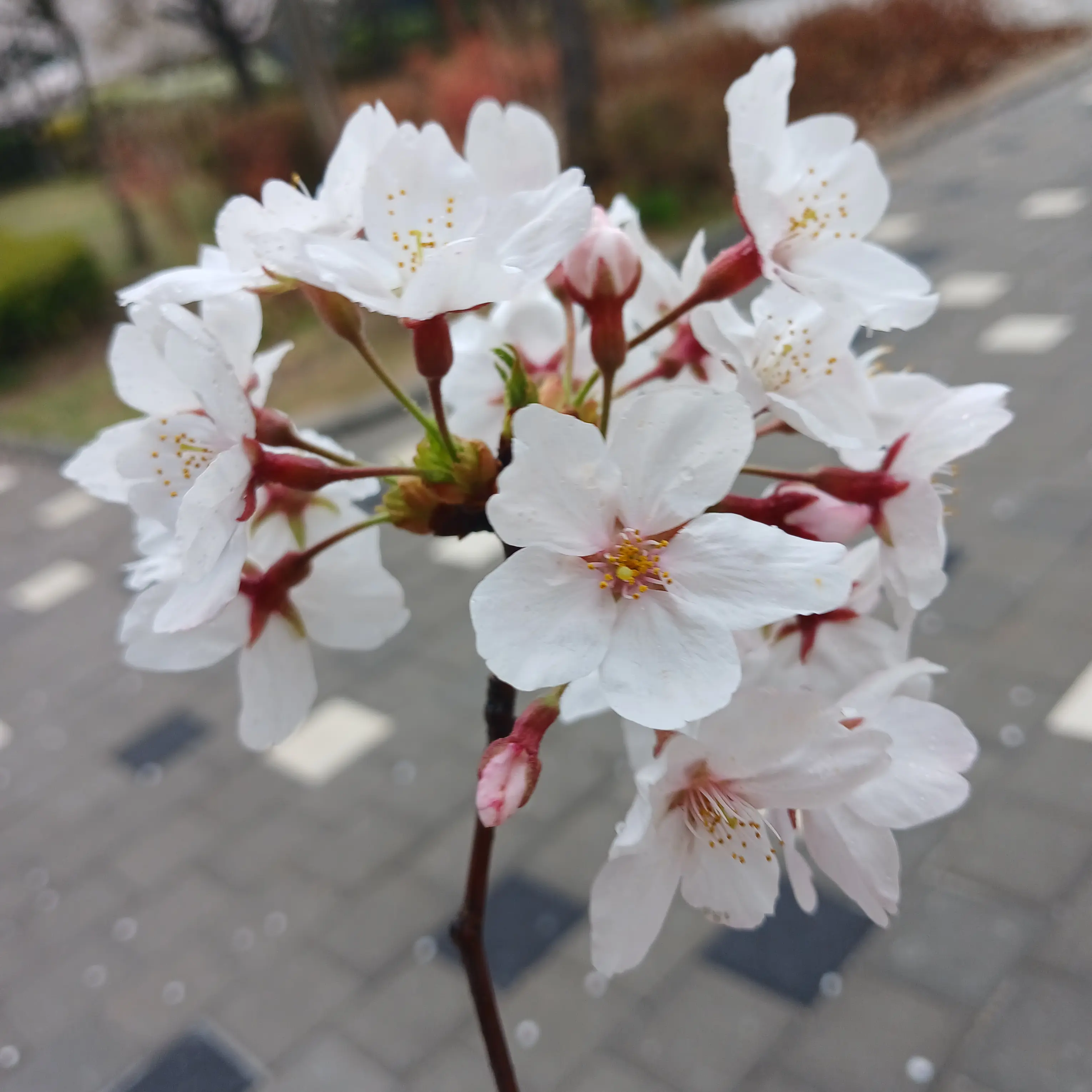 GrassyCrown3495의 이희나