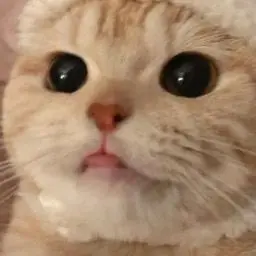 OrnateEuro1794의 ㅅㅋ