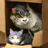 親猫と子猫