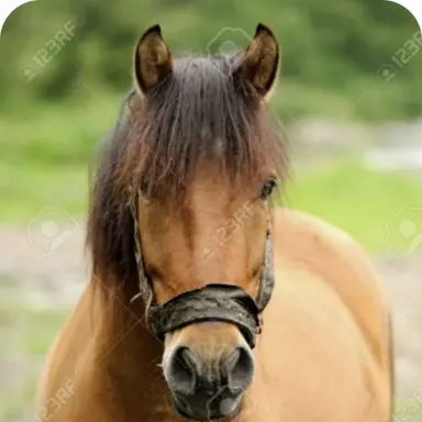 Profile image of 쟝 키르슈타인