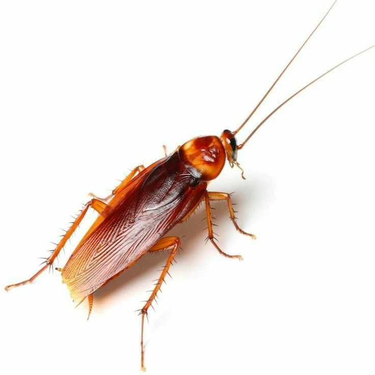 바선생