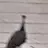 퓨바