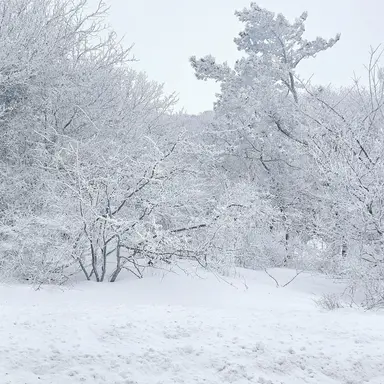 Profile image of 시노노메 마샤