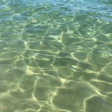 Profile image of 공룡