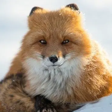 Profile image of 여우