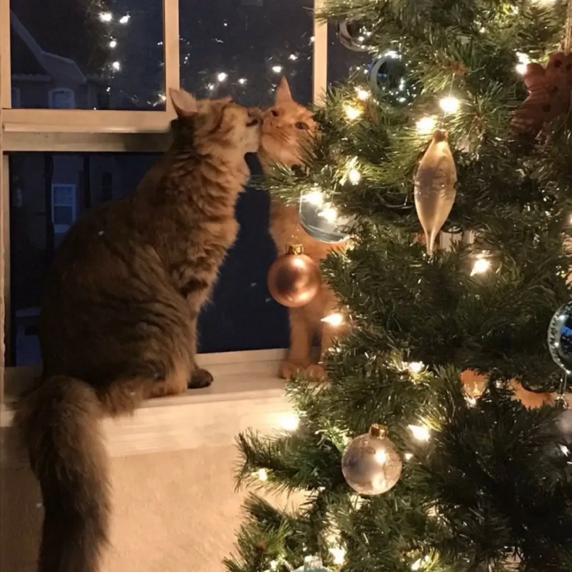 Cubic의 크리스마스 특별캐