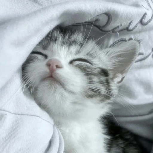마야