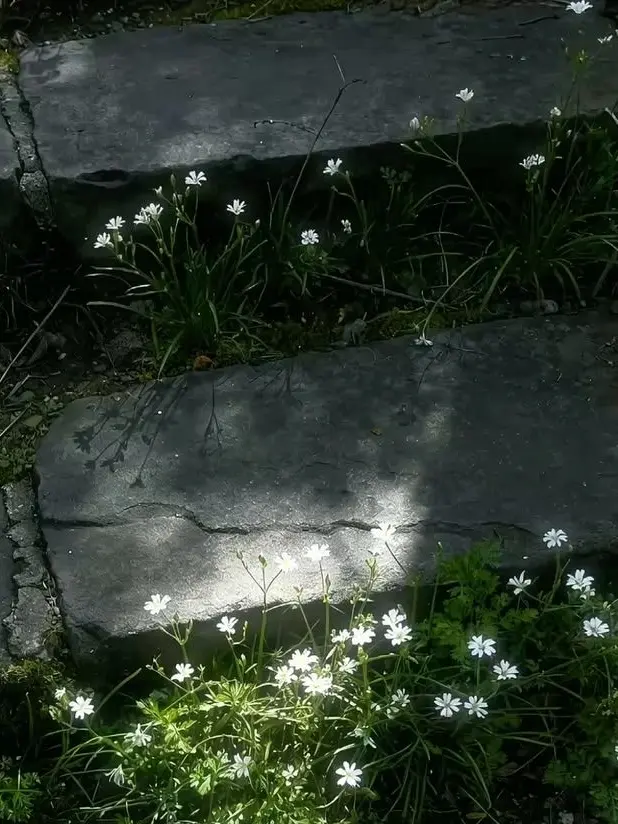 Slepteabag의 백서을