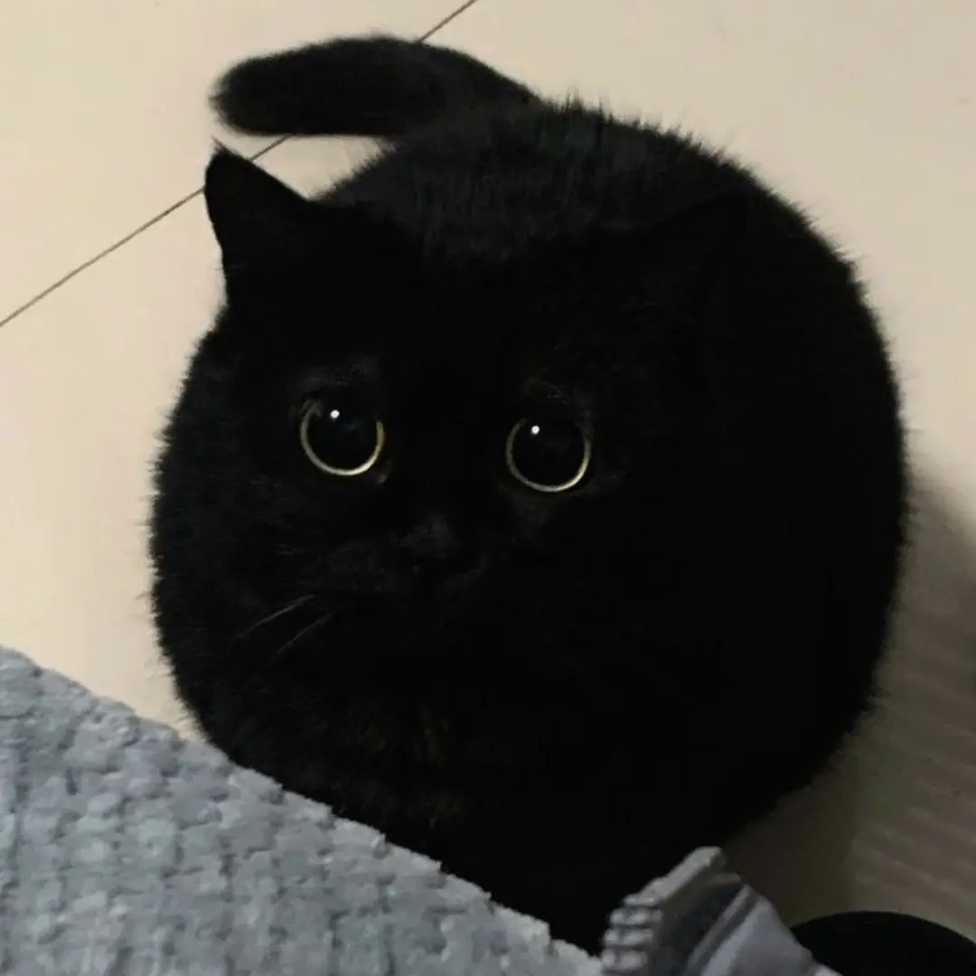 BLgod의 깜냥이