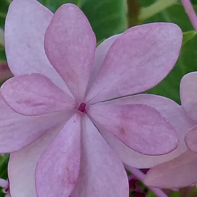 Profile image of Magenta