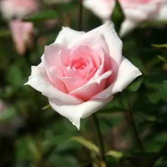 Profile image of 메이