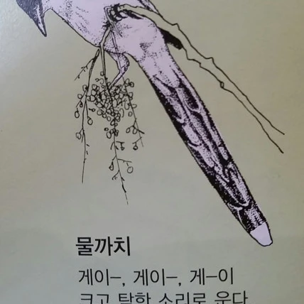 물까치