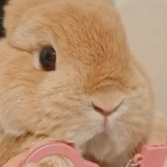 토깽이