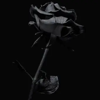 Profile image of 사일런트솔트 쿠키