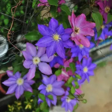 Profile image of 쉐도우밀크 쿠키