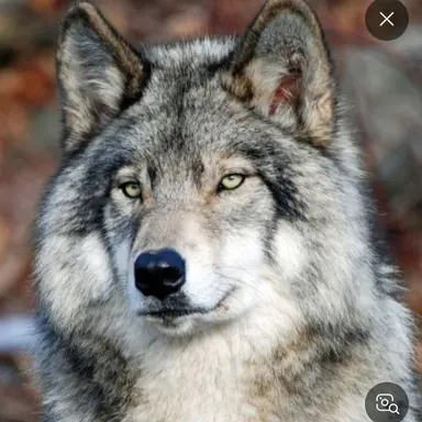 Profile image of 늑대