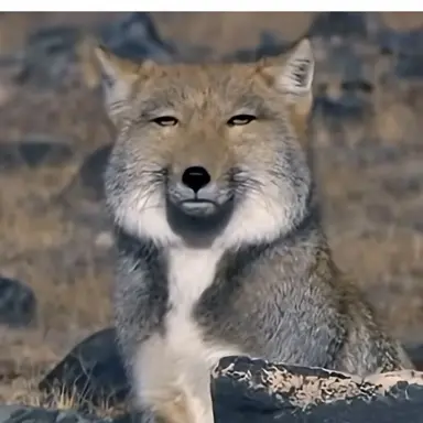 Profile image of 여우