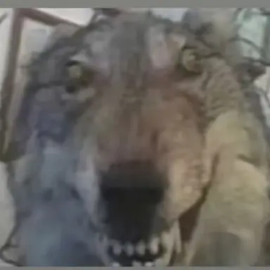 Profile image of 늑대