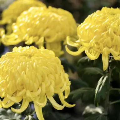 Profile image of 本田菊