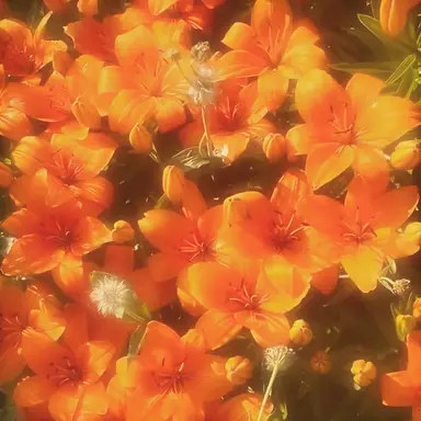 Profile image of 여우