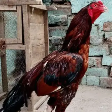 Profile image of 샤탈