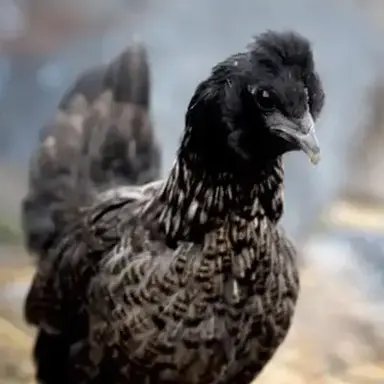 Profile image of 허탈