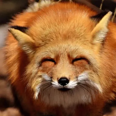 Profile image of 여우