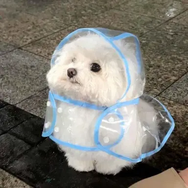 Profile image of 삐삐