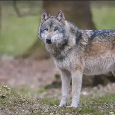 Profile image of Wolf