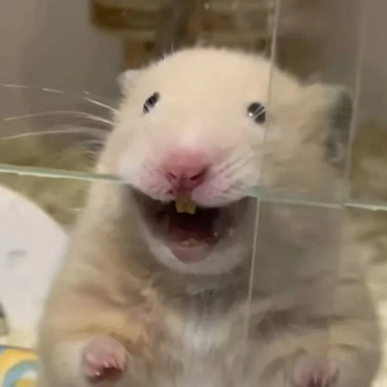 햄찌