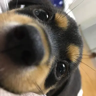 Profile image of 꾸릉이