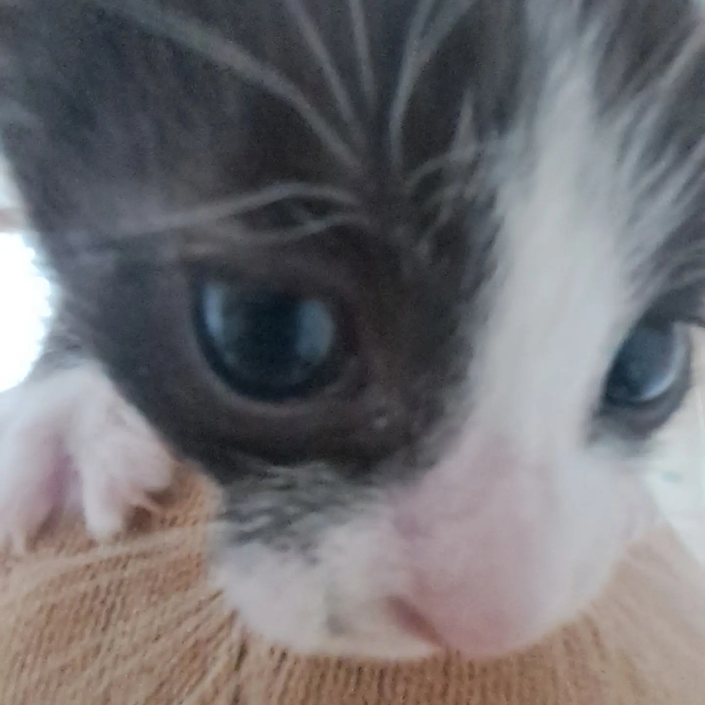 LooseRat2238의 (말할수 있음) 아기 고양이 로라!
