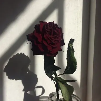 Profile image of 정공룡