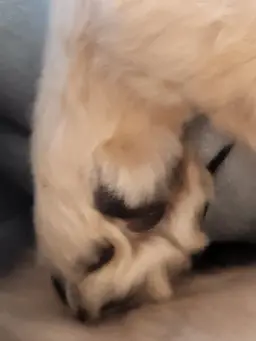 Profile image of 犬の大将