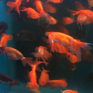 Profile image of 박덕개