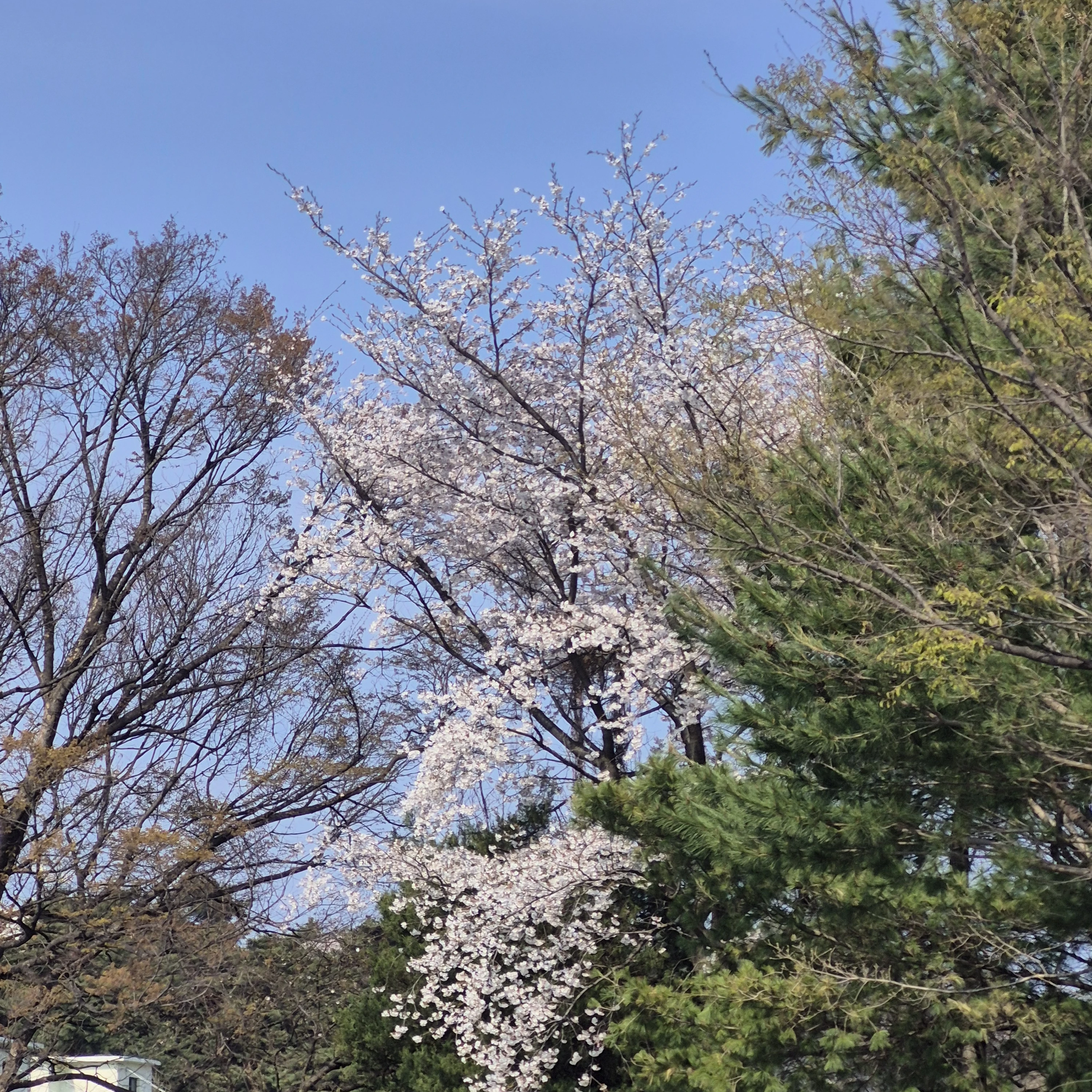 토드