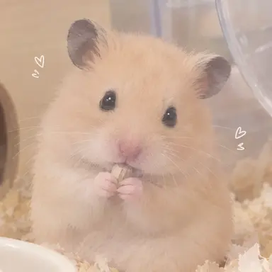 Profile image of 모미가라
