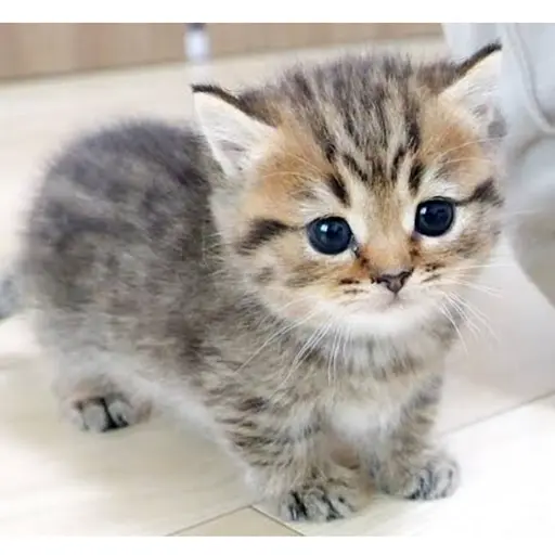 DecentMolly2100의 🐱