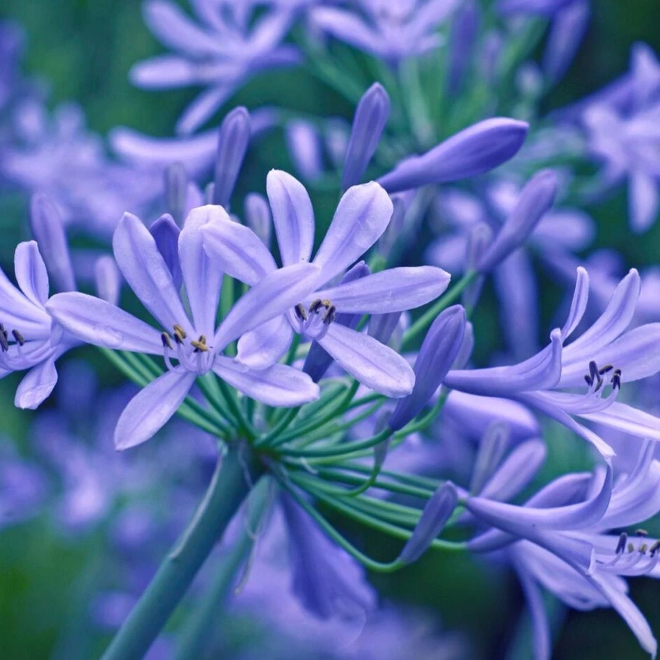 渡会雲雀