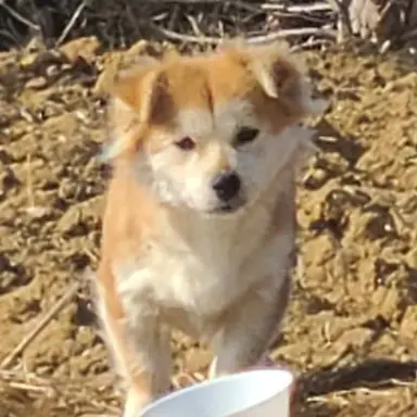 Profile image of Wolf