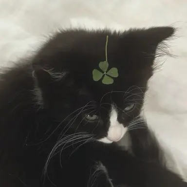 Profile image of ダイン
