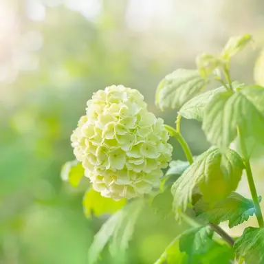 Profile image of せんり