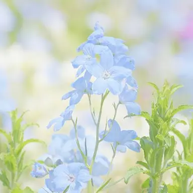 Profile image of レト