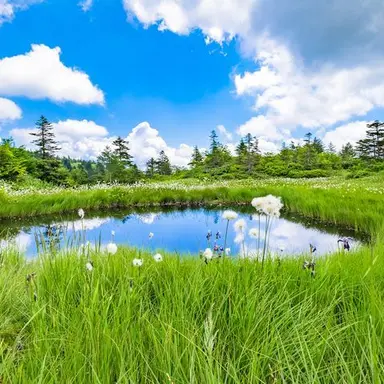 Profile image of 天の声