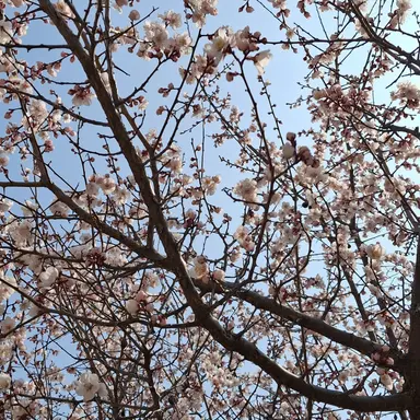 Profile image of 트리시 우나