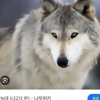 Profile image of 늑대