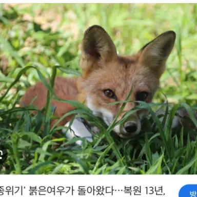 Profile image of 여우